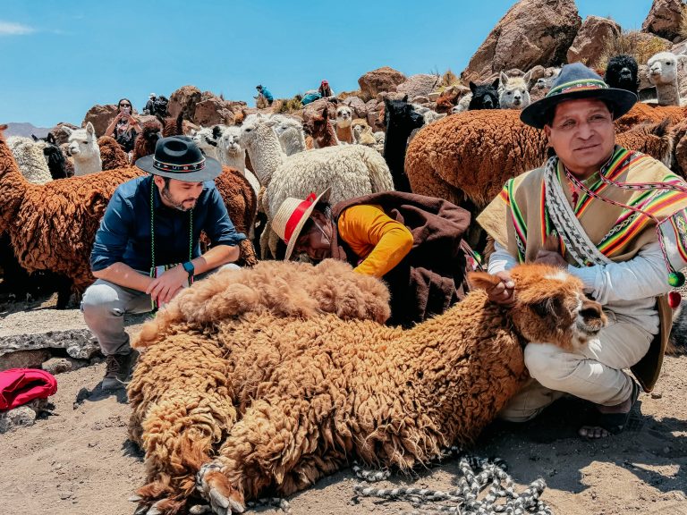 Comunidad aymara mantiene tradición de la esquila de llamas y alpacas con recursos del Gobierno de Tarapacá